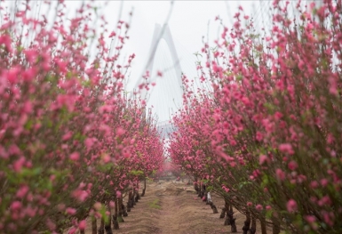 Thị trường hoa Tết: Thị trường ảm đạm, sức mua dao động không đáng kể