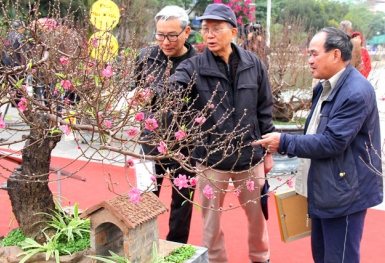 Hà Nội: Ngập tràn sắc xuân tại lễ hội hoa anh đào Nhật Tân