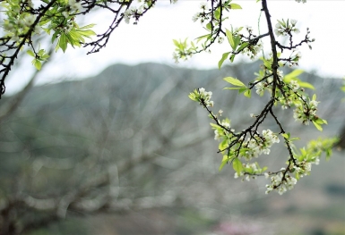 Dự báo thời tiết cả nước từ mùng 4 đến 6 Tết Nguyên đán Nhâm Dần