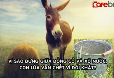 CEO triệu phú: ‘Đừng là một con lừa, trước mặt là cỏ và nước nhưng vẫn chết vì đói khát’