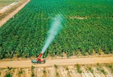 Vì sao HAGL Agrico vẫn lỗ nghìn tỷ khi được Thaco tiếp quản?