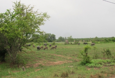 TP. Hồ Chí Minh: Điều chỉnh chính sách bồi thường tại Công viên Sài Gòn Safari và 4 dự án khác