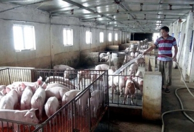 'Bão' giá thức ăn, hộ chăn nuôi nhỏ lẻ bỏ nghề vì 'càng nuôi càng lỗ'