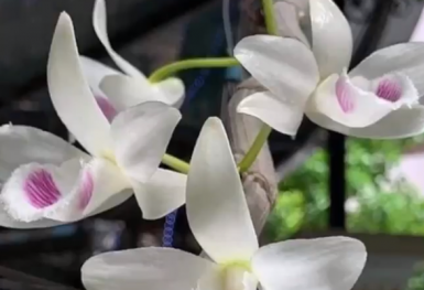 Nhiều người thế chấp đất đai, nhà cửa để vay tiền kinh doanh lan đột biến, Ngân hàng Nhà nước lên tiếng cảnh báo