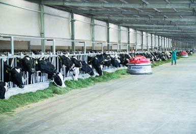 Vinamilk giải bài toán tăng trưởng đi đôi phát triển bền vững cho hệ thống trang trại bò sữa