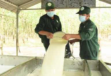 Lợi nhuận doanh nghiệp cao su: Quý 4 đi lùi, cả năm vẫn lãi lớn