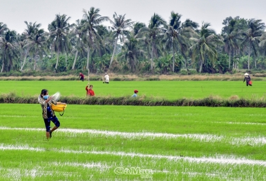 Thủ tướng quyết gia hạn miễn, giảm thuế sử dụng đất nông nghiệp đến hết 2025