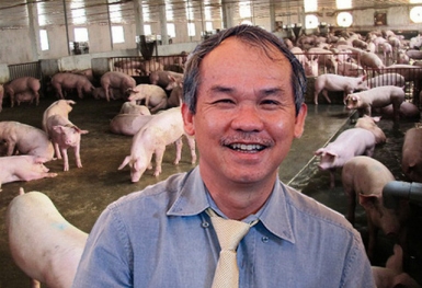 HAGL: Chuyển từ lỗ ngàn tỷ sang có lãi, mảng nuôi heo sau 1 năm đã thu về 94 tỷ lãi gộp trong quý 2 - gấp đôi con số từ cây ăn trái