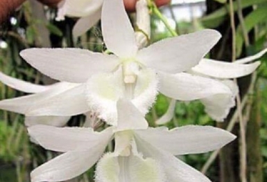 Đại gia: Người ngấm đòn Phi điệp, người 'lặn' cùng trăm tỷ