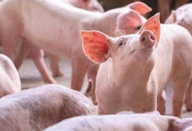 Dabaco (DBC): LNST quý 2 giảm mạnh chỉ còn phân nửa cùng kỳ, luỹ kế 6 tháng đạt 579 tỷ đồng