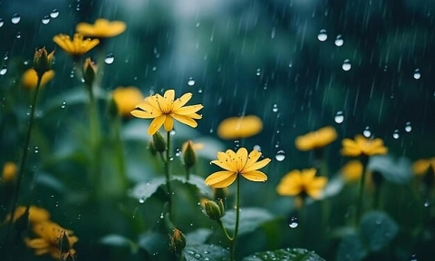 Dự báo thời tiết ngày 10/11/2025: Bắc Bộ mưa rào và dông rải rác