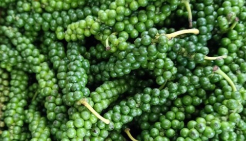 Tiêu xanh Việt Nam tăng đột biến 1.300%, chợ bán 1,6 triệu đồng/kg
