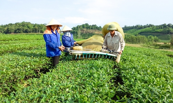 Chậm công bố báo cáo tài chính năm 2022, Tổng công ty Chè Nghệ An bị tạm dừng giao dịch cổ phiếu