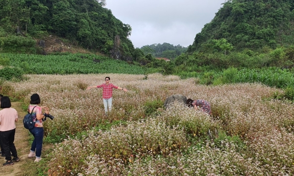 Lên Hà Giang ngắm hoa tam giác mạch trái mùa