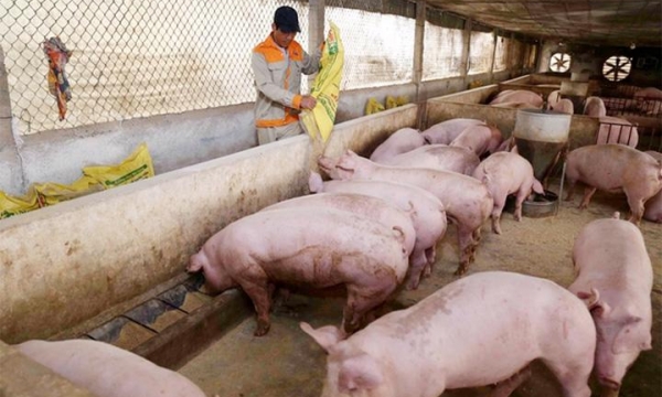 Giá lợn heo hơi hôm nay 29/9: Tiếp tục giảm