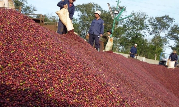 Giá cà phê hôm nay 15/11: Thị trường ổn định