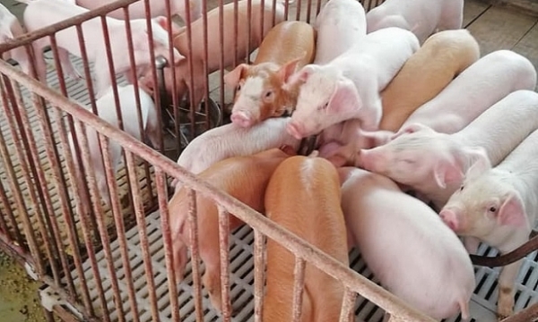 Giá heo hơi hôm nay 15/11: Giảm rải rác tại một số địa phương