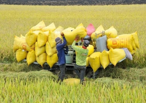 Thị trường lúa gạo chững lại, thương lái chủ yếu dò giá