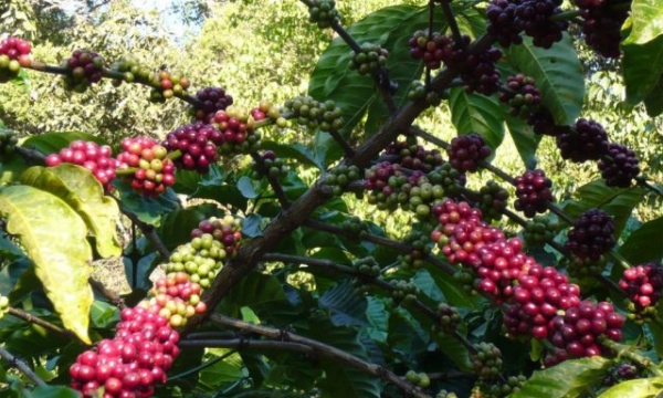 Giá cà phê hôm nay 3/12: Robusta và Arabica đều có xu hướng giảm