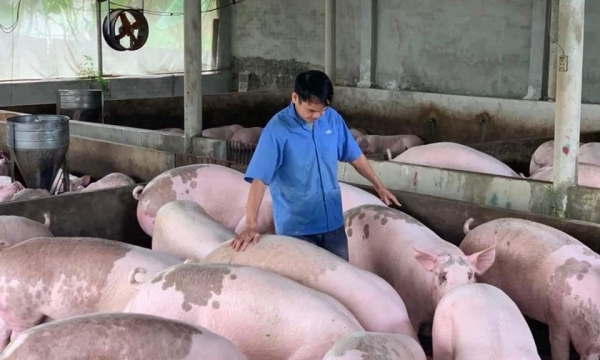 Giá heo hơi hôm nay 4/12: Điều chỉnh trái chiều