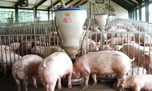 Giá heo hơi hôm nay 7/12: Đồng loạt giảm tại nhiều địa phương
