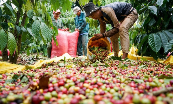 Giá cà phê hôm nay 12/12: Tiến sát mốc 41.000 đồng/kg