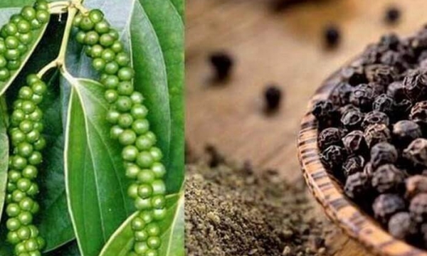Giá tiêu hôm nay 12/12: Cao nhất ở mức 62.000 đồng/kg