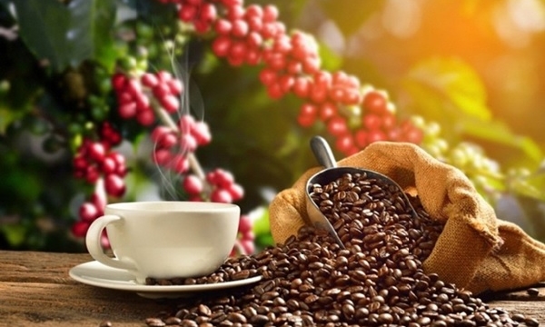 Giá cà phê hôm nay 19/12: Arabica tăng mạnh hơn Robusta