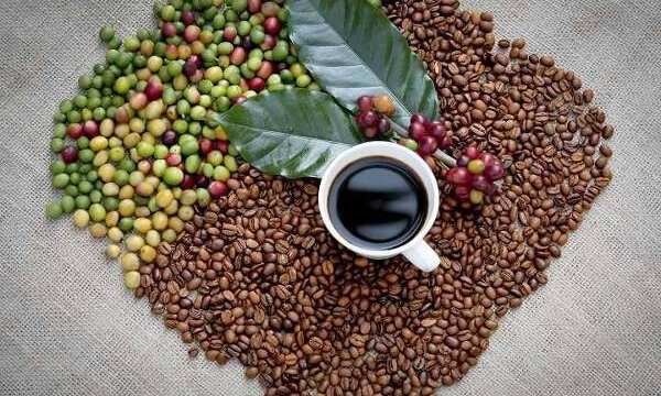 Giá cà phê hôm nay 21/12: Giảm nhẹ ở khu vực Tây Nguyên