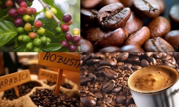 Giá cà phê hôm nay 25/12: Hai sàn quốc tế biến động trái chiều