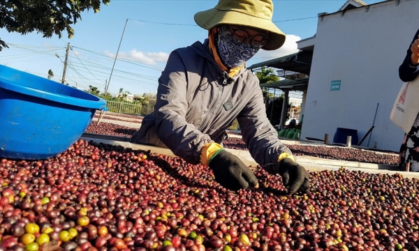 Giá cà phê hôm nay 17/1: Robusta vẫn trên mốc 1.900 USD/tấn