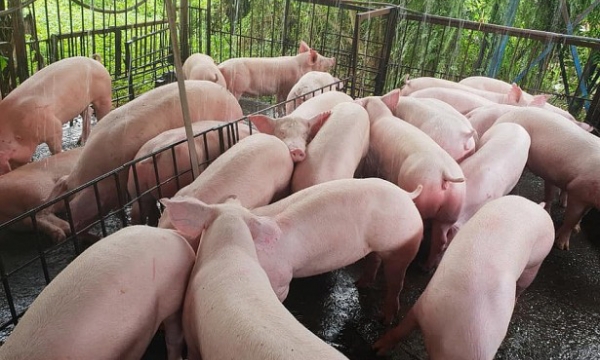 Giá heo hơi hôm nay 18/1: Duy trì ổn định