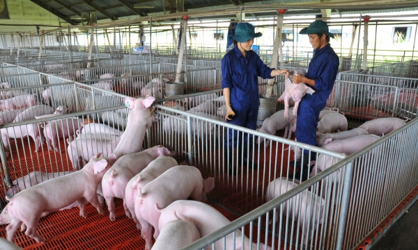 Giá heo hơi hôm nay 27/1: Lặng sóng trên diện rộng