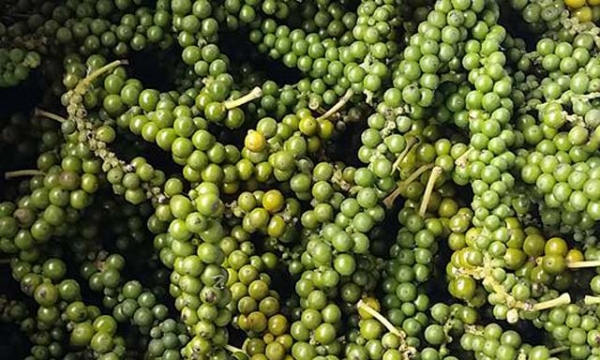Giá tiêu hôm nay 31/1: Cao nhất 58.000 đồng/kg