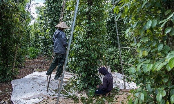 2 yếu tố giúp giá hồ tiêu phục hồi trong năm 2023