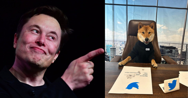 Chuyện gì đây: Elon Musk vừa bổ nhiệm 1 chú cún làm CEO Twitter, khen 'giỏi số má' khiến giá Dogecoin tăng mạnh