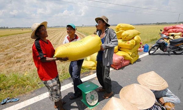 Nguồn cung lúa gạo có dấu hiệu cải thiện, thị trường bắt đầu nhộn nhịp hơn