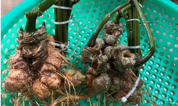 Choáng với sâm Ngọc Linh mập ú, giá chỉ 300 nghìn đồng/củ