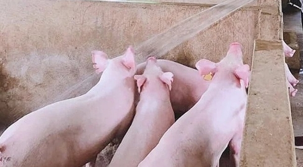 Giá heo hơi hôm nay 21/11: Tăng cao nhất 3.000 đồng/kg