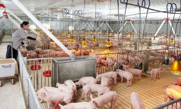 Giá heo hơi hôm nay 22/11: Giảm tại miền Nam