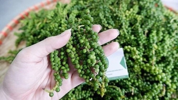 Giá tiêu hôm nay 21/11: Đồng loạt tăng