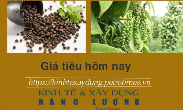 Giá tiêu hôm nay 27/11: Duy trì ổn định đầu tuần