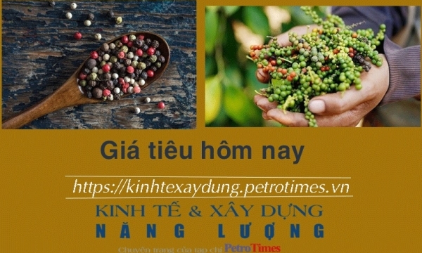 Giá tiêu hôm nay 29/11: Tăng nhẹ tại một số tỉnh trọng điểm