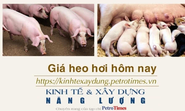 Giá heo hơi hôm nay 8/12: Tiếp tục giảm