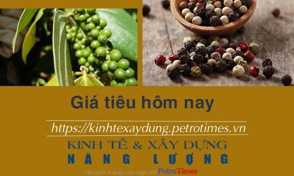 Giá tiêu hôm nay 8/12: Duy trì phiên tăng thứ tư