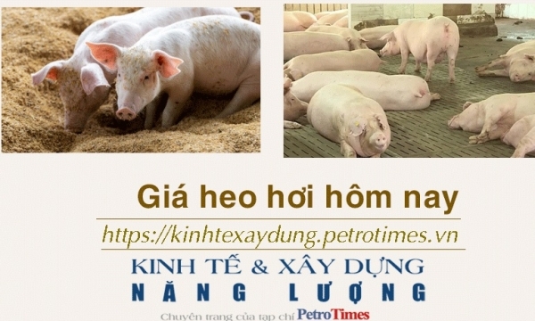 Giá heo hơi hôm nay 9/12: Điều chỉnh trái chiều