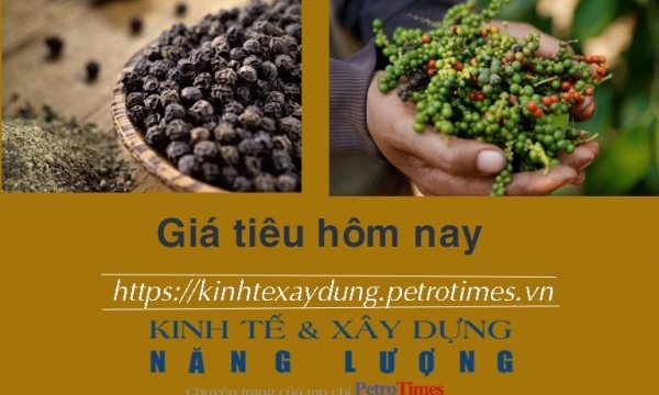 Giá tiêu hôm nay 10/12: Duy trì đà tăng