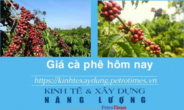 Giá cà phê hôm nay 14/12: Duy trì đà tăng