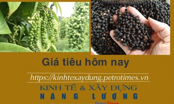 Giá tiêu hôm nay 14/12: Tăng phiên thứ ba liên tiếp