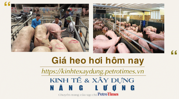 Giá heo hơi hôm nay 15/12: Thị trường ổn định